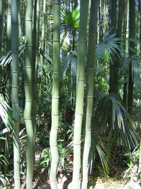 phyllostachys.bambusoides 556