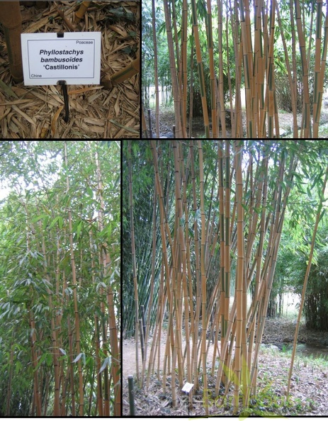 bambusoides.castillonis