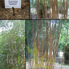 bambusoides.castillonis