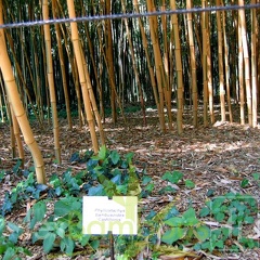 bambusoides.castillonis 0563