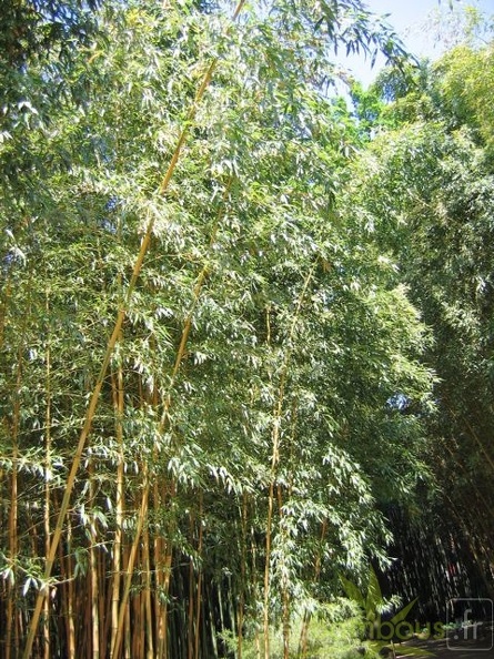 bambusoides.castillonis 0565