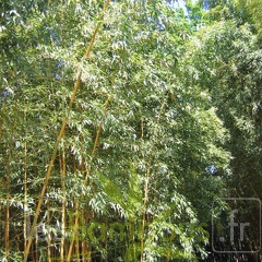 bambusoides.castillonis 0565