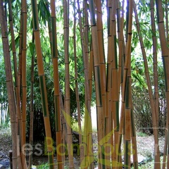 bambusoides.castillonis 3637