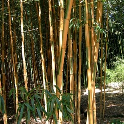 Bambusoides Castillonis