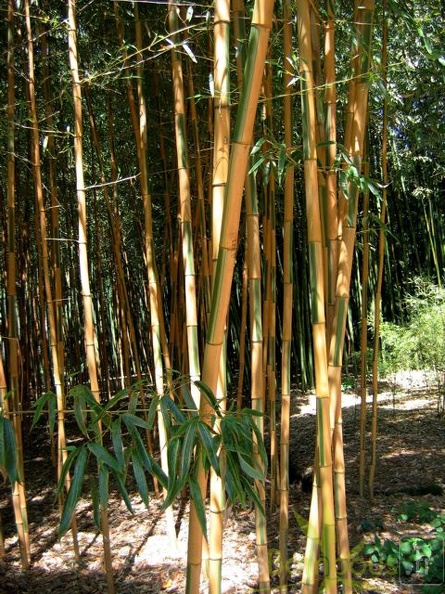 bambusoides.castillonis 565