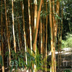 bambusoides.castillonis 565