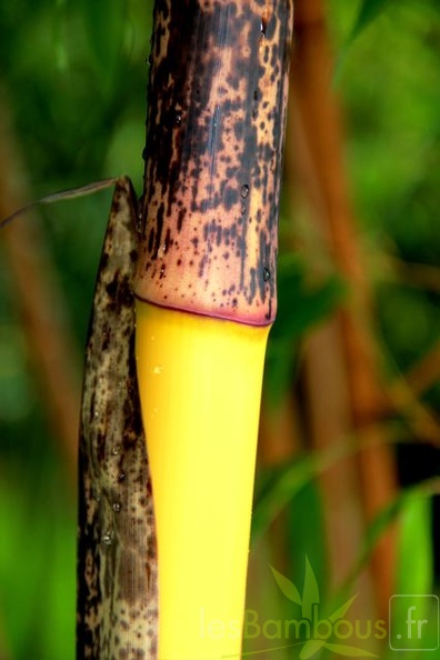 bambusoides.holochrysa 1938