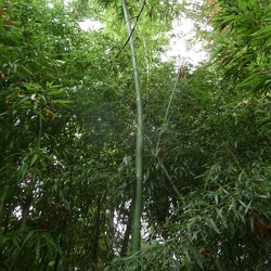Bambusoides Katashibo