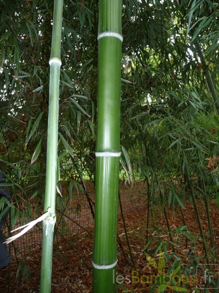 Phyllostachys.bambusoides.Katashibo.13