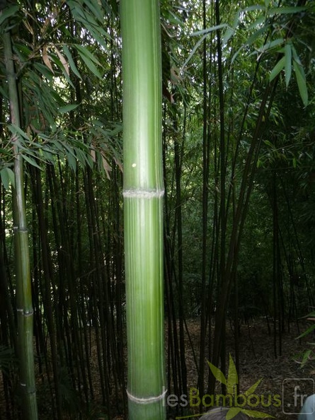 bambusoides.Katashibo888
