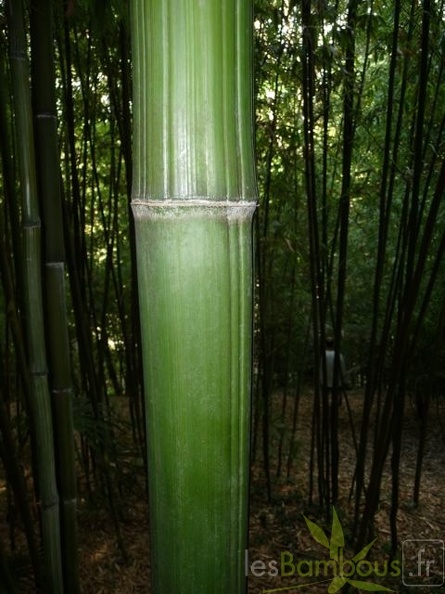bambusoides.Katashibo889