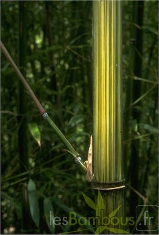 Phyllostachys.bambusoides.Kawadana