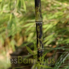 2 phyllostachys bambusoides lacrima deae