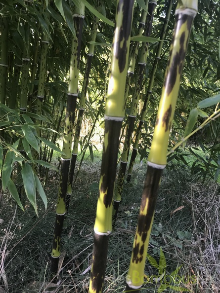 Phyllostachys bambusoides lacrima deae
