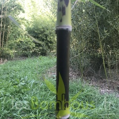 Phyllostachys bambusoides lacrima deae1