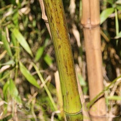 bambusoides.marliacea 0729