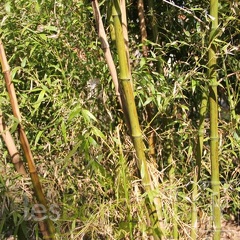 bambusoides.marliacea 0730