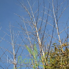 bambusoides.marliacea 0731