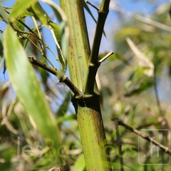 bambusoides.marliacea 0732