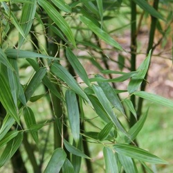 Bambusoides Marliacea