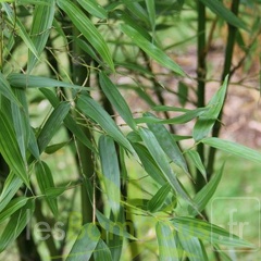 bambusoides.marliacea 2020