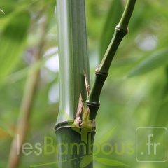 bambusoides.marliacea 2021