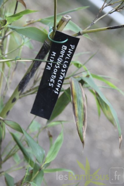 Phyllostachys.bambusoides.mixta 2799