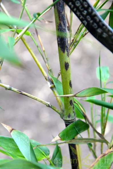Phyllostachys.bambusoides.mixta 2801