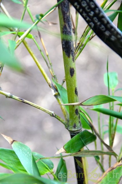 Phyllostachys.bambusoides.mixta_2801.jpg