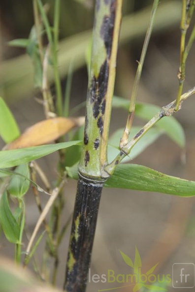 Phyllostachys.bambusoides.mixta 2805