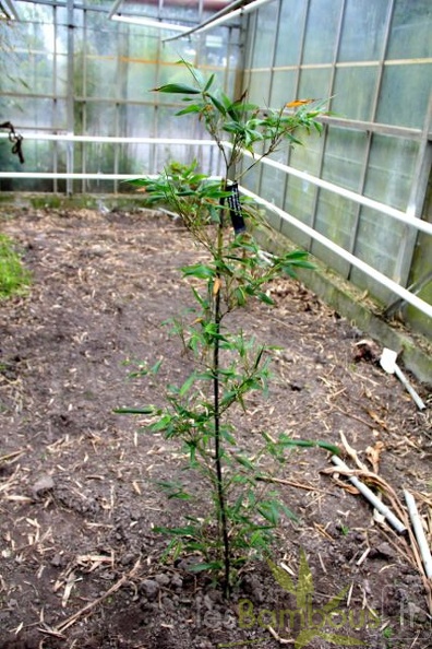 Phyllostachys.bambusoides.mixta  2800