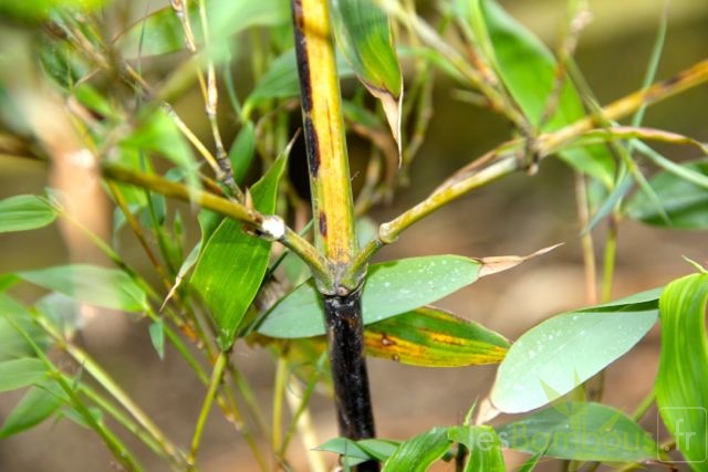 Phyllostachys.bambusoides.mixta__2803.jpg