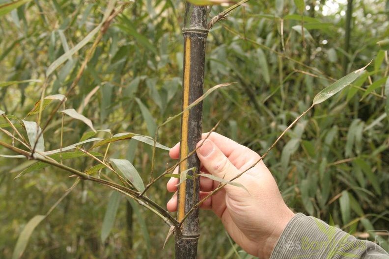 Phyllostachys_bambusoides_mixta_001.JPG