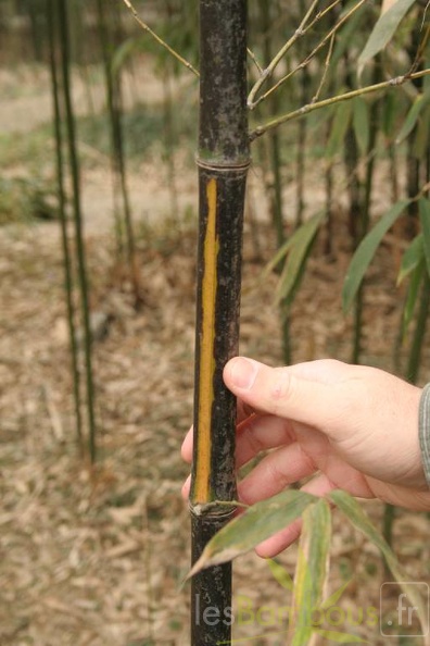 Phyllostachys bambusoides mixta 002