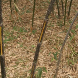 Bambusoides Mixta