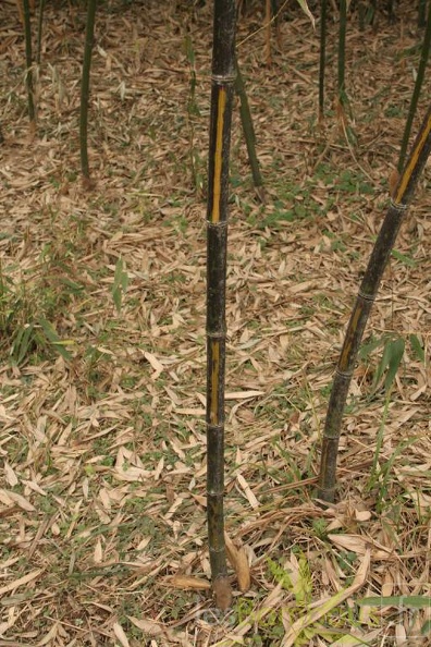 Phyllostachys bambusoides mixta 008