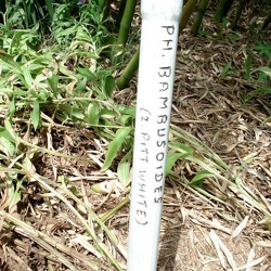 Bambusoides Pitt.white
