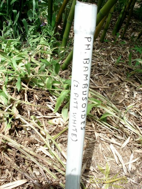 bambusoides.Pitt.white09830