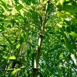 Bambusoides Shouzou