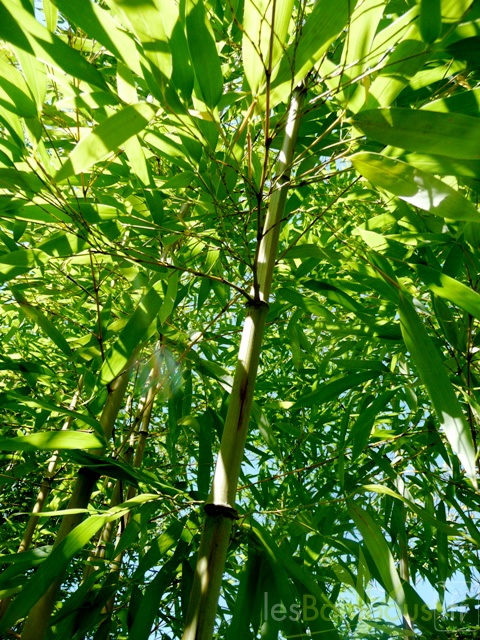 Phyllostachys bambusoides.Shouzhu