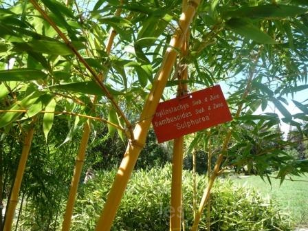 Phyllostachys bambusoides sulphurea