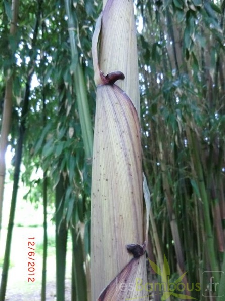 Phyllostachys decora 06