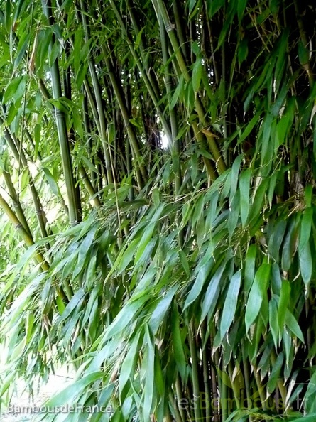 Phyllostachys_decora_09.jpg