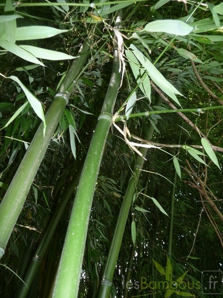 Phyllostachys decora 12