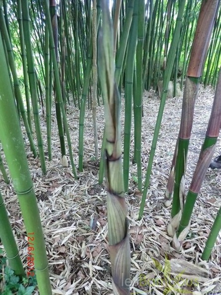 Phyllostachys decora 15