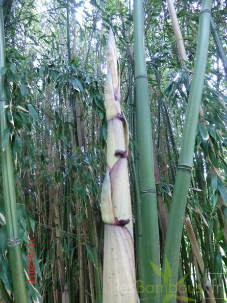 Phyllostachys decora 16