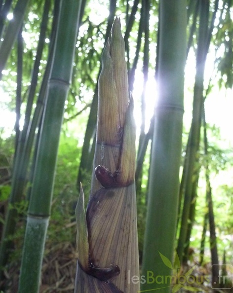 Phyllostachys decora turion