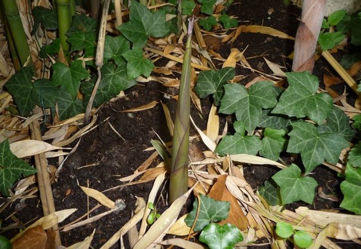 Phyllostachys decora turion 05