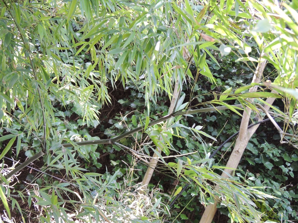 phyllostachys.edulis.6697