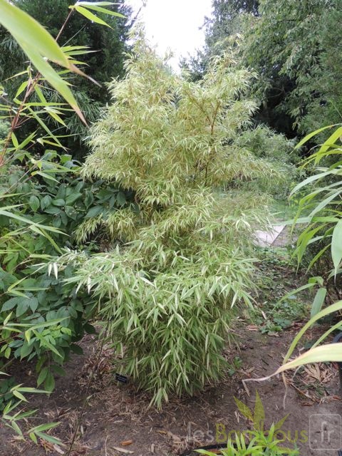 Phyllostachys.edulis.Okina.0025
